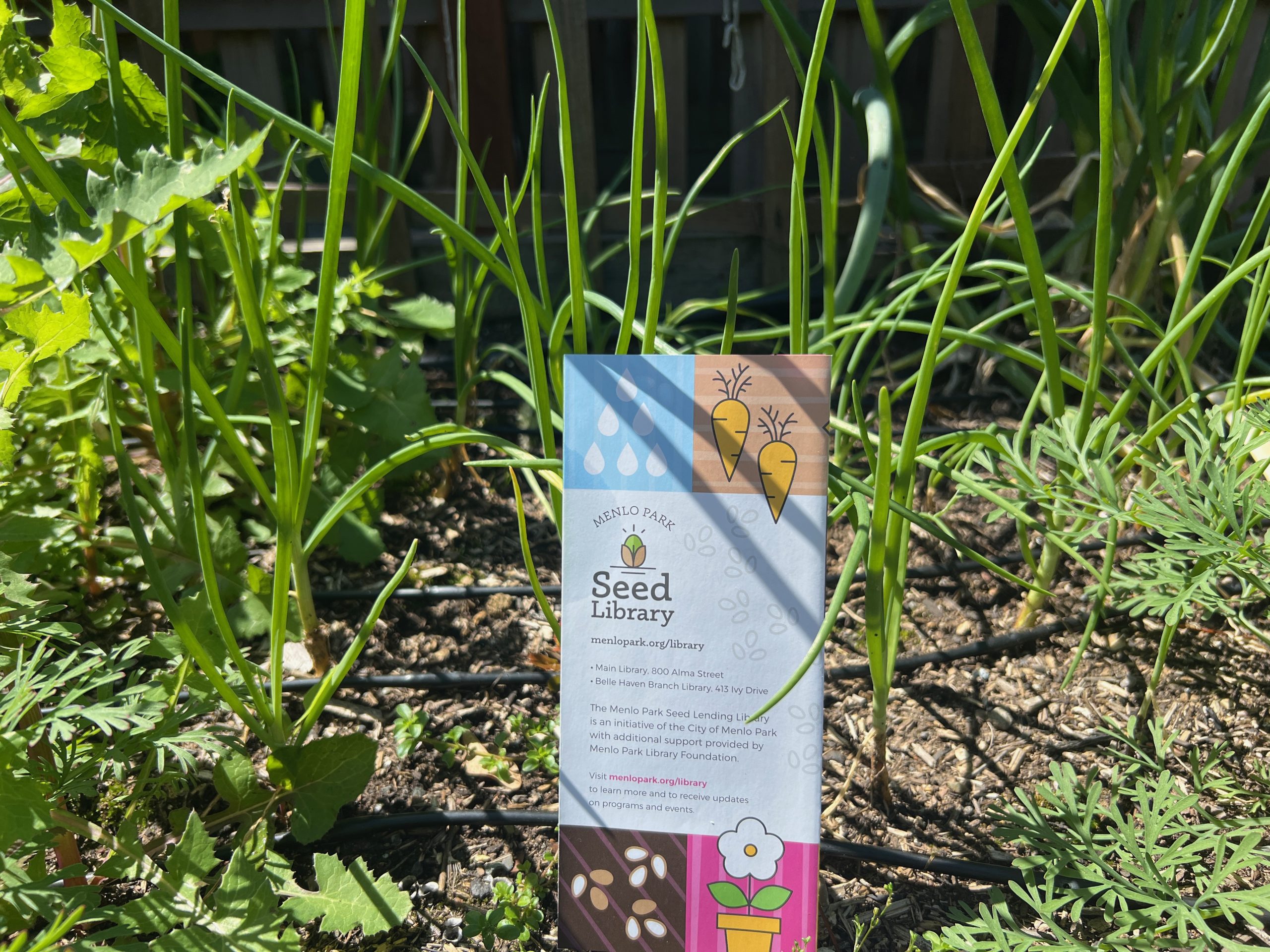 Spring Lending Tree This spring, dig into the Menlo Park Seed Lending Library - The Almanac