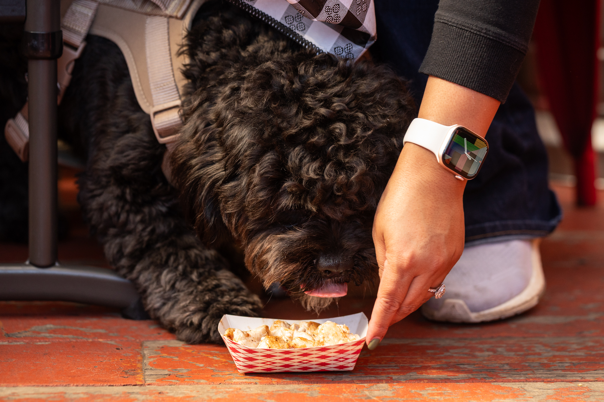 From 'yappy hour' to doggie scrambles, here are a few Peninsula