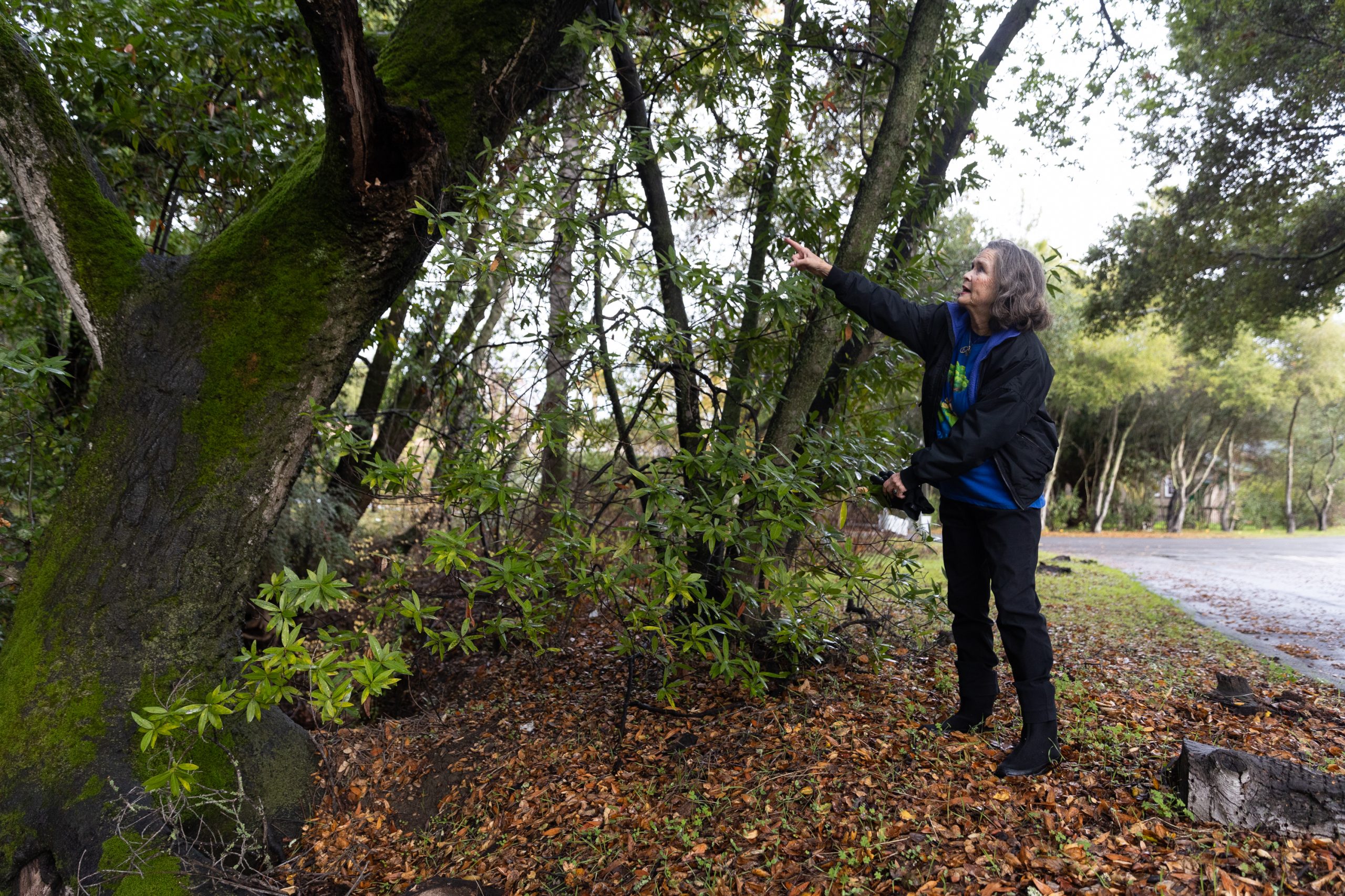 Image for Community briefs: Sudden Oak Death Blitz, County Superintendent forum and school board info session